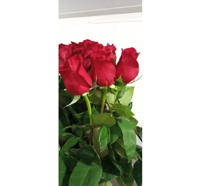 Роза Фрідом - Еквадор